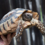 How to Care for Your Marginated Tortoise Year-Round