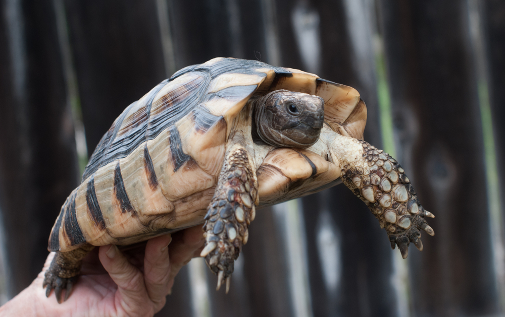 How to Care for Your Marginated Tortoise Year-Round